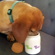 Dackel Dog Dackel Leckerei Jar personalisieren