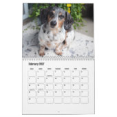 Dackel Dog-Kalender Kalender (Feb 2027)