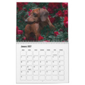 Dackel Dog-Kalender Kalender (Jan 2027)