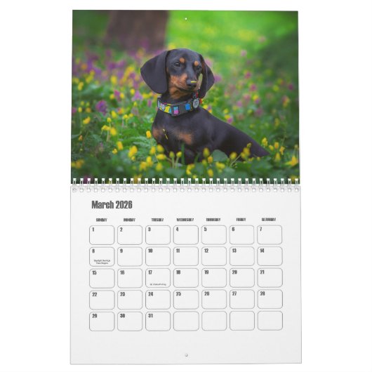 Dackel Dog-Kalender Kalender (Mär 2026)