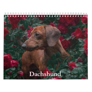 Dackel Dog-Kalender Kalender