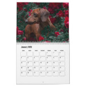 Dackel Dog-Kalender Kalender (Jan 2026)