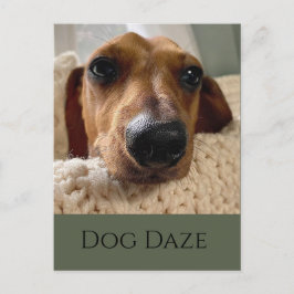Dackel Doze Daze Postcard Postkarte