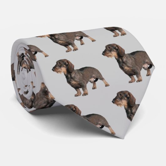 Dackel Drahthaar Hunde Krawatte (Gerollt)