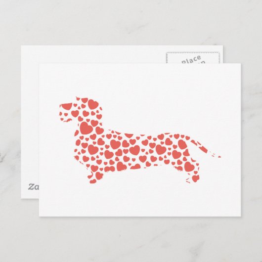 Dackel Drahthaar Postkarte (Vorne/Hinten)