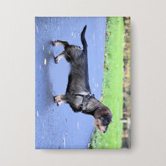 Dackel Drahthaar voll Button (Vorderseite)