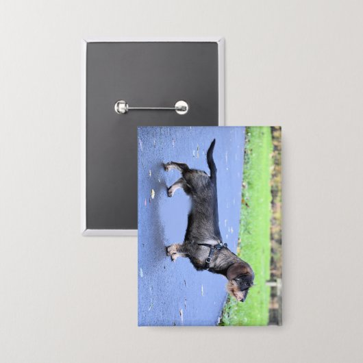 Dackel Drahthaar voll Button (Vorderseite/Rückseite)