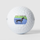 Dackel Drahthaar voll Golfball (Vorderseite)