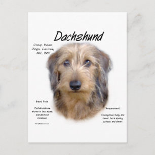 Dackel (Drahthaarterrier) Historisches Design Postkarte