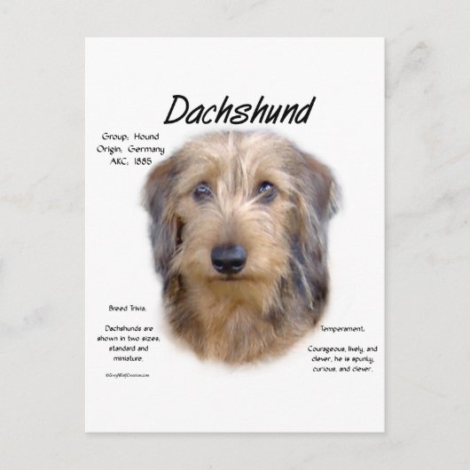 Dackel (Drahthaarterrier) Historisches Design Postkarte (Vorderseite)