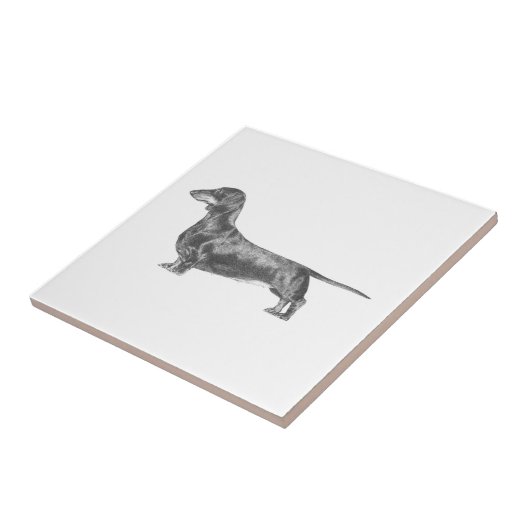 Dackel Fliese (Seite)