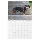 Dackel Foto-Kalender Kalender (Jan 2027)