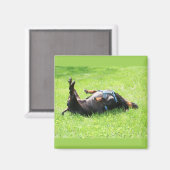 Dackel - GIF Magnet (Vorderseite/Rückseite)