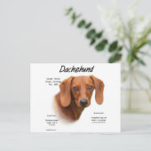 Dackel (glatt) Historiendesign Postkarte (Stehend Vorderseite)