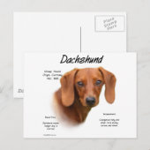Dackel (glatt) Historiendesign Postkarte (Vorne/Hinten)