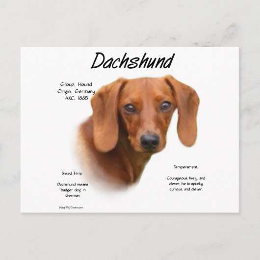 Dackel (glatt) Historiendesign Postkarte (Vorderseite)