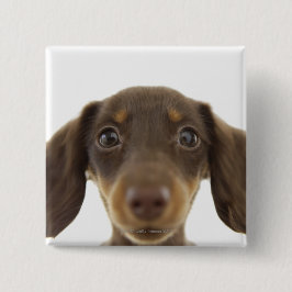 Dackel Hund (braun) 2 Button