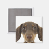 Dackel Hund (braun) 2 Magnet (Vorderseite/Rückseite)