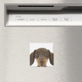 Dackel Hund (braun) 2 Magnet (In Situ (Geschirrspüler))