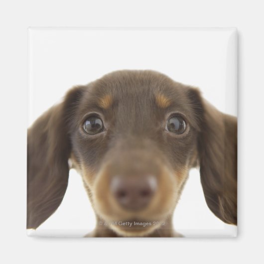 Dackel Hund (braun) 2 Magnet (Vorne)