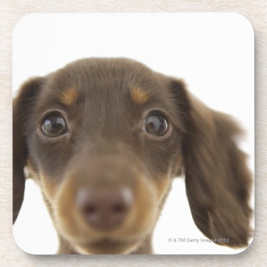 Dackel-Hund (Braun) 2 Untersetzer (Vorderseite)