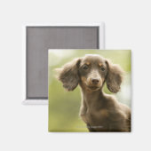 Dackel Hund (braun) Magnet (Vorderseite/Rückseite)