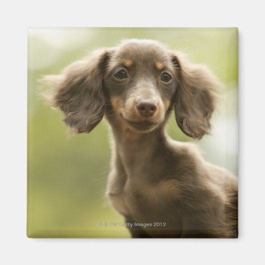 Dackel Hund (braun) Magnet (Vorne)