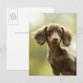 Dackel Hund (braun) Postkarte (Vorne/Hinten)