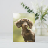 Dackel Hund (braun) Postkarte (Stehend Vorderseite)