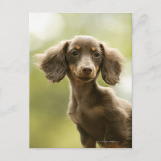 Dackel Hund (braun) Postkarte