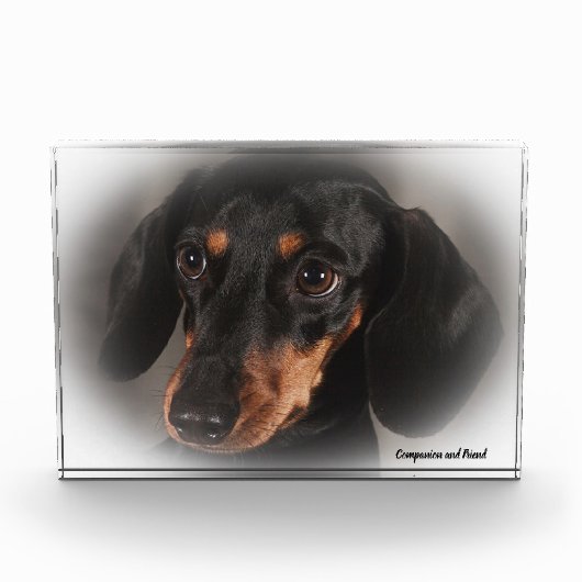 Dackel Hund. Fotoblock (Vorderseite)