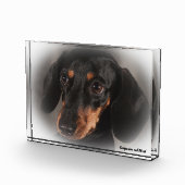 Dackel Hund. Fotoblock (Rechts)