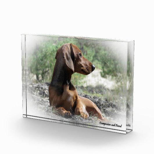 Dackel Hund. Fotoblock (Rechts)