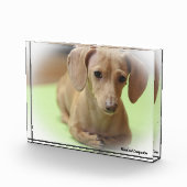 Dackel Hund. Fotoblock (Rechts)