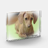 Dackel Hund. Fotoblock (Links)