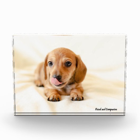 Dackel Hund. Fotoblock (Vorderseite)