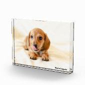 Dackel Hund. Fotoblock (Rechts)