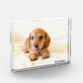Dackel Hund. Fotoblock (Links)