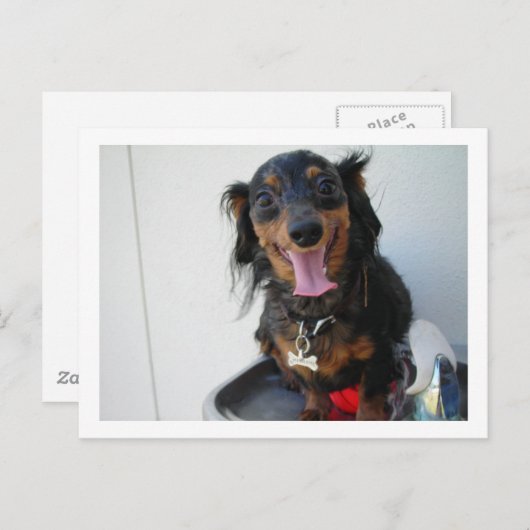 Dackel in einem Trinkbrunnen Postkarte (Vorne/Hinten)