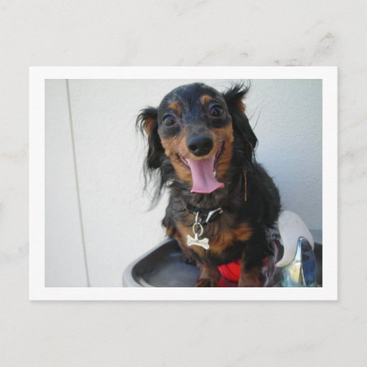 Dackel in einem Trinkbrunnen Postkarte (Vorderseite)