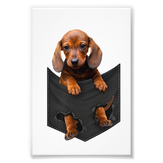 Dackel in meinem Pocket Weiner Hund Fotodruck (Vorne)
