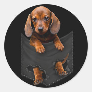 Dackel in meiner Pocket Dackel Weiner Dog Geschenk Runder Aufkleber