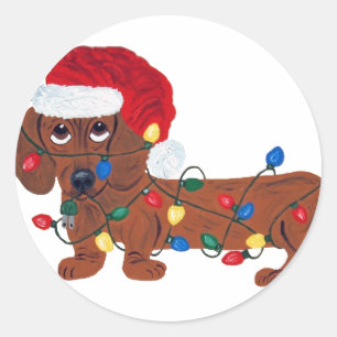 Dackel in Weihnachtslichter verheddert Runder Aufkleber