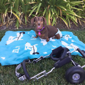 Dackel IVDD Rollstuhlfahrer Dackel Hundelaken Fleecedecke