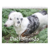 Dackel-Kalender Kalender (Titelbild)