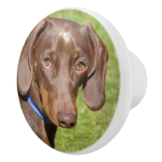 Dackel Keramikknauf (Rechts)