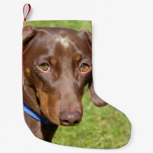 Dackel Kleiner Weihnachtsstrumpf