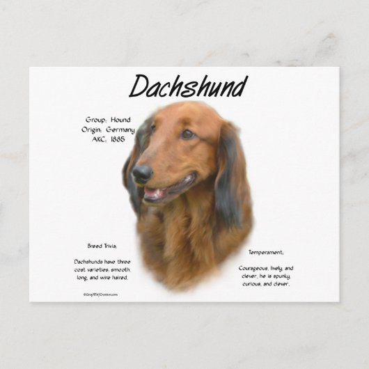 Dackel (Langhaar) Geschichtsdesign Postkarte (Vorderseite)