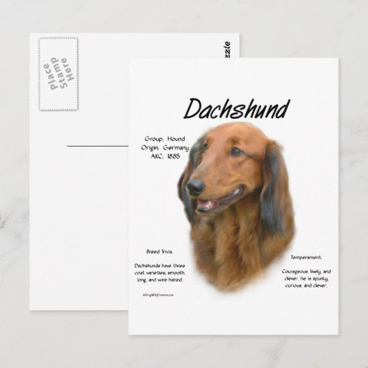 Dackel (Langhaar) Geschichtsdesign Postkarte (Vorne/Hinten)