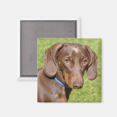 Dackel Magnet (Vorderseite/Rückseite)